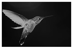 HummingBird Flight Dynamics
