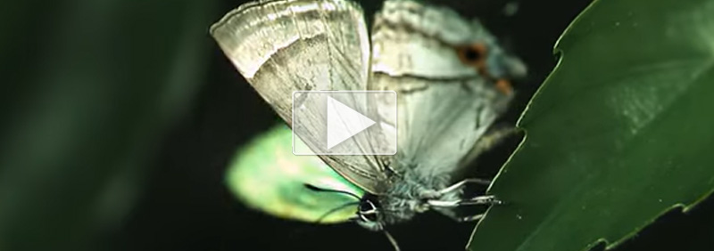 Biomechanics - Wing Dynamics - Slow-Motion Analysis of Butterfly Wings Reacting to Rain at 1200fps